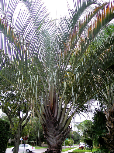 10 TRIANGLE PALM TREE Dypsis Decaryi Rare Tropical from Madagascar Seeds